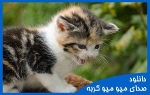 صدای میو میو گربه - انواع مختلف - فرا دانلود