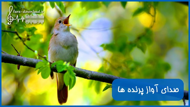 دانلود صدای پرنده طولانی برای آرامش