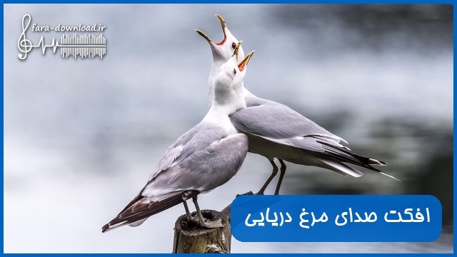 دانلود افکت صدای مرغ دریایی