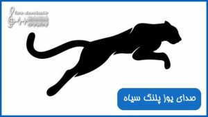 دانلود صدای یوز پلنگ سیاه