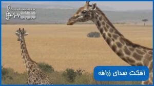 دانلود افکت صدای زرافه